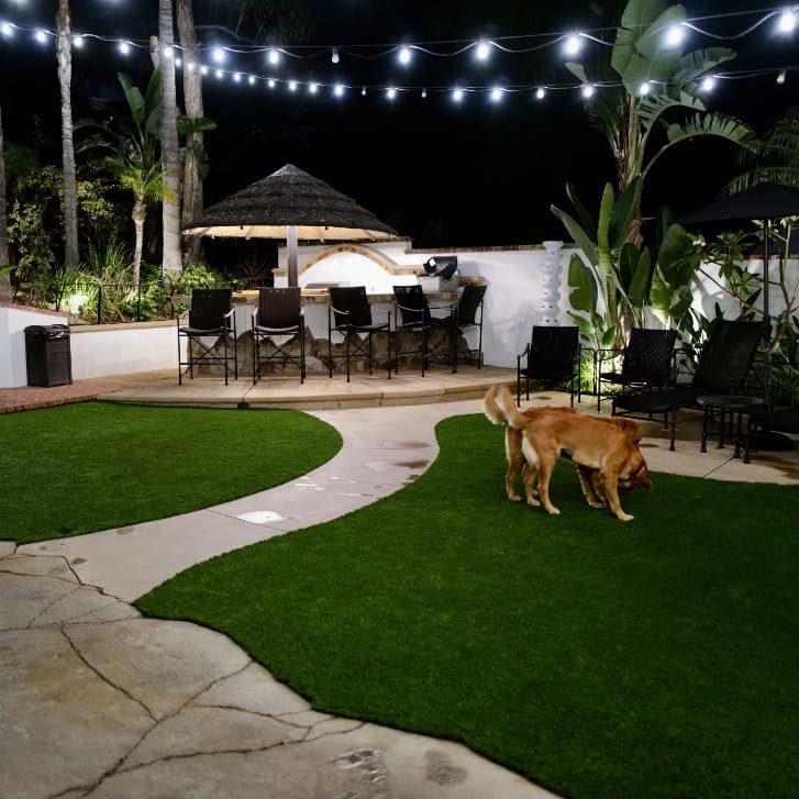 Artificial Grass pet friendly